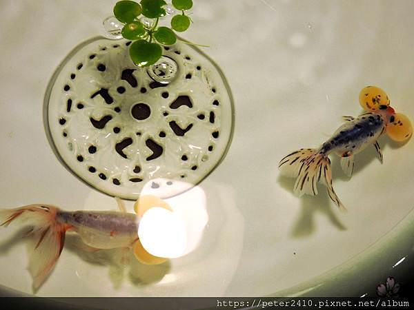 水泡金魚.jpg