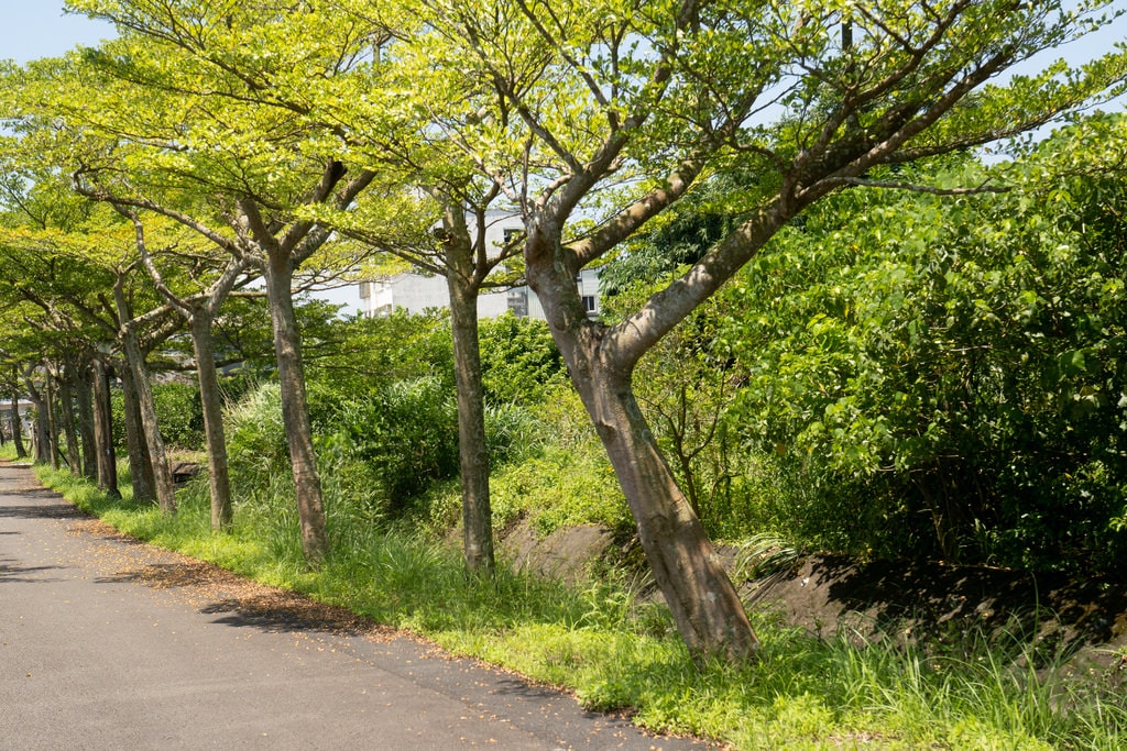 四十甲休閒區 (6).jpg