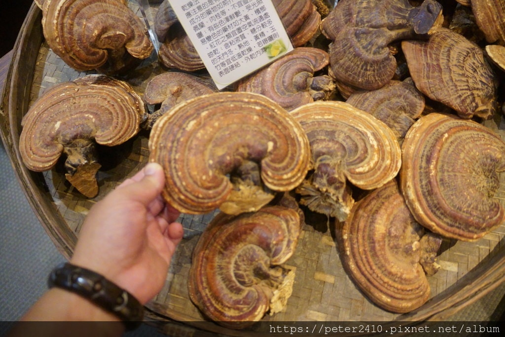 勝昌中草藥探索館 (48).JPG