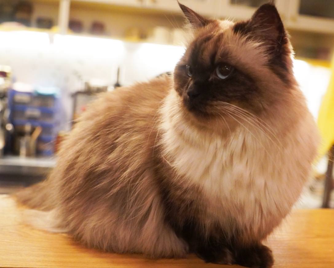 【新北市】囧貓苑子｜超人氣貓咖啡廳推薦，店家自製餐點有水準，
