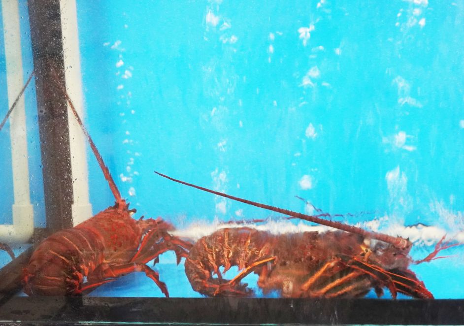 基隆安樂|帝龍海產餐廳|品飲基隆精釀叁光,體驗基隆散飲的海鮮餐廳,附設停車場(含菜單) - 第16張圖