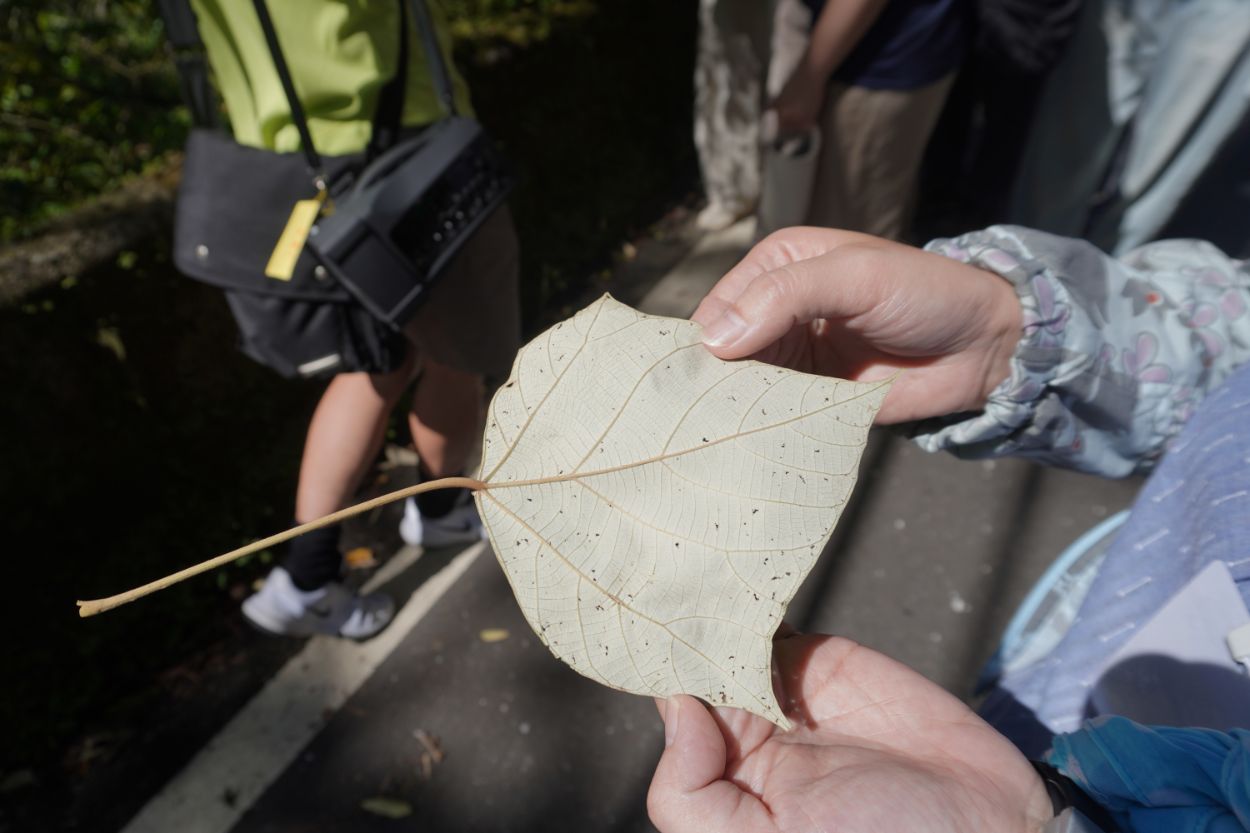 石碇一日遊｜第三屆百人植物染｜淡蘭古道走讀，體驗拉麵線，感受薯榔染的魅力