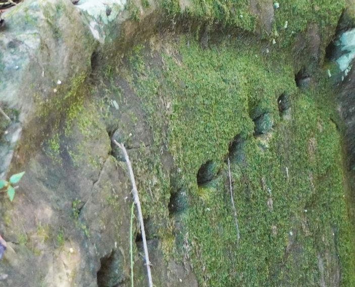 石碇一日遊|第三屆百人植物染|淡蘭古道走讀,體驗拉麵線,感受薯榔染的魅力 - 第18張圖 石碇一日遊|第三屆百人植物染|淡蘭古道走讀,體驗拉麵線,感受薯榔染的魅力