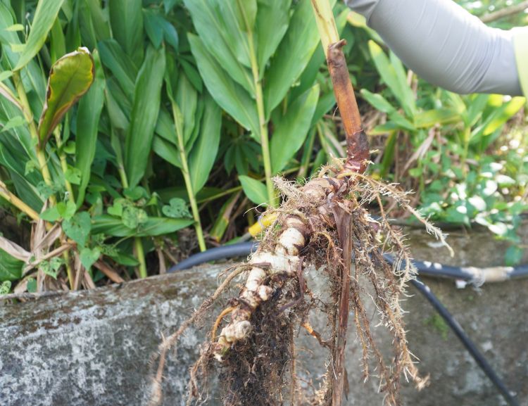 石碇一日遊｜第三屆百人植物染｜淡蘭古道走讀，體驗拉麵線，感受薯榔染的魅力