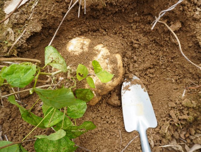 基隆行程推薦|瑪陵食農體驗之旅|豐富又有趣的親子旅遊活動 - 第8張圖