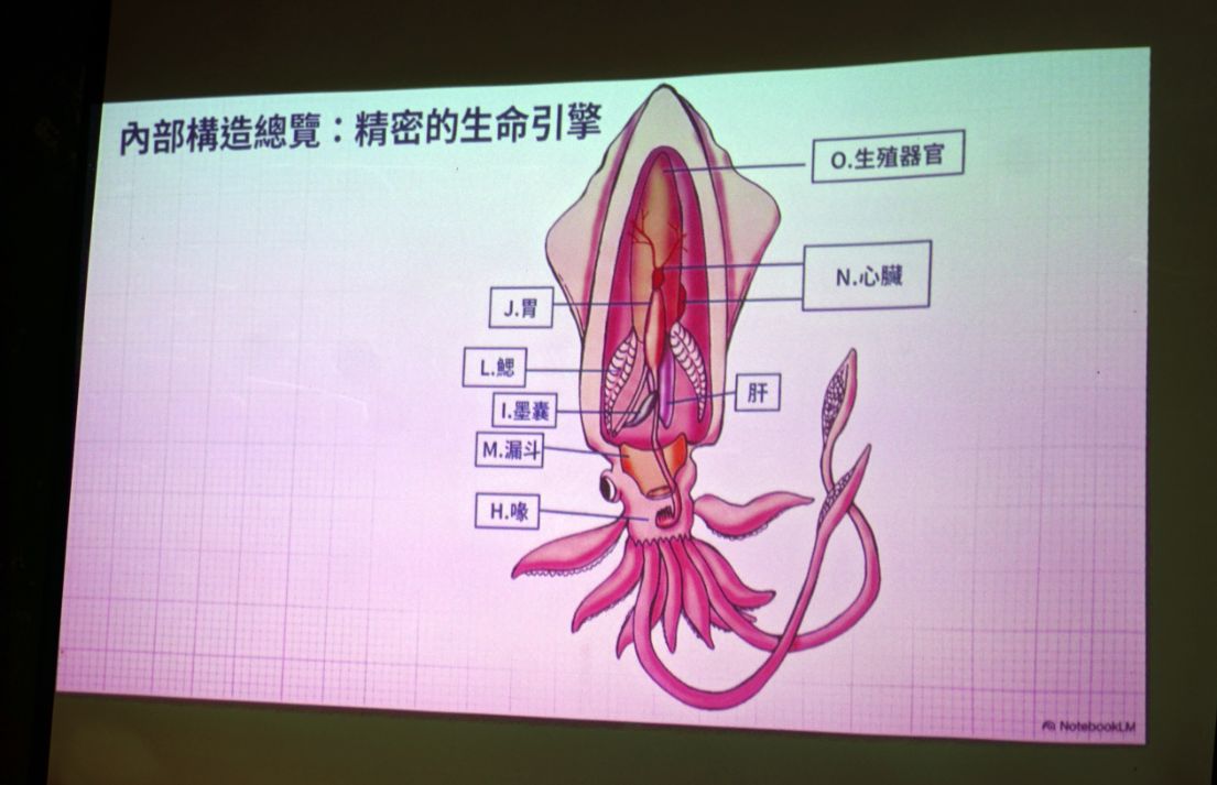 2026基隆活動|八斗子漁村文化體驗工作坊|從視覺跟味覺認識東北風26期雜誌,透過食魚教育深入認識小卷 - 第36張圖 2026基隆活動|八斗子漁村文化體驗工作坊|從視覺跟味覺認識東北風26期雜誌,透過食魚教育深入認識小卷