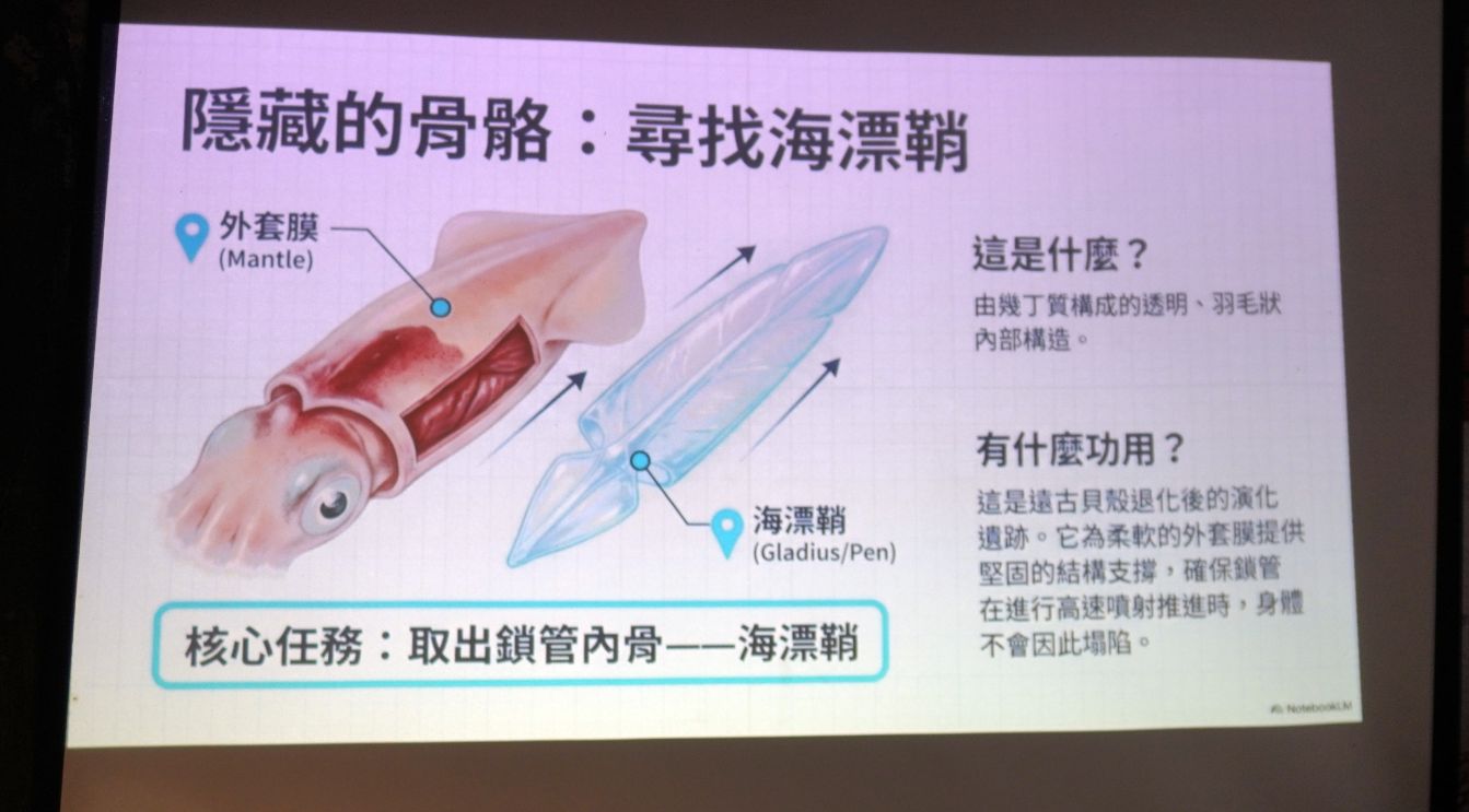 2026基隆活動|八斗子漁村文化體驗工作坊|從視覺跟味覺認識東北風26期雜誌,透過食魚教育深入認識小卷 - 第34張圖 2026基隆活動|八斗子漁村文化體驗工作坊|從視覺跟味覺認識東北風26期雜誌,透過食魚教育深入認識小卷